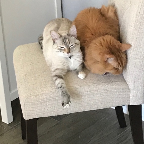 Meet your Posher, Jennifer - Picture 5 of 5